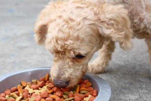 Nourriture pour animaux