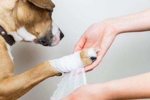 Bandage chien