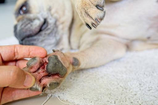 Soins d'animaux