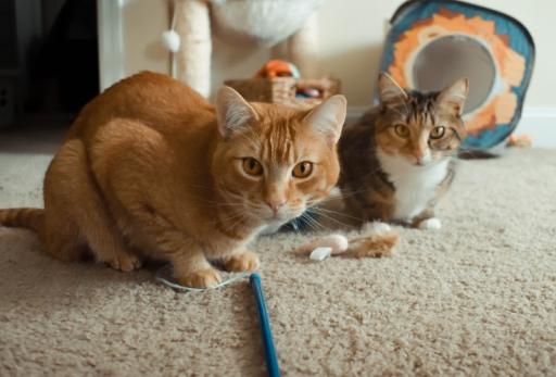 Petsitting