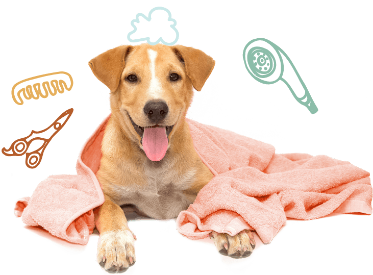 Toiletteur chien